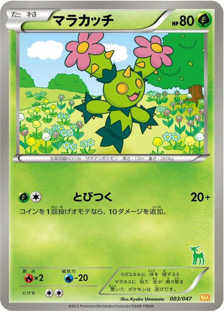 Maractus